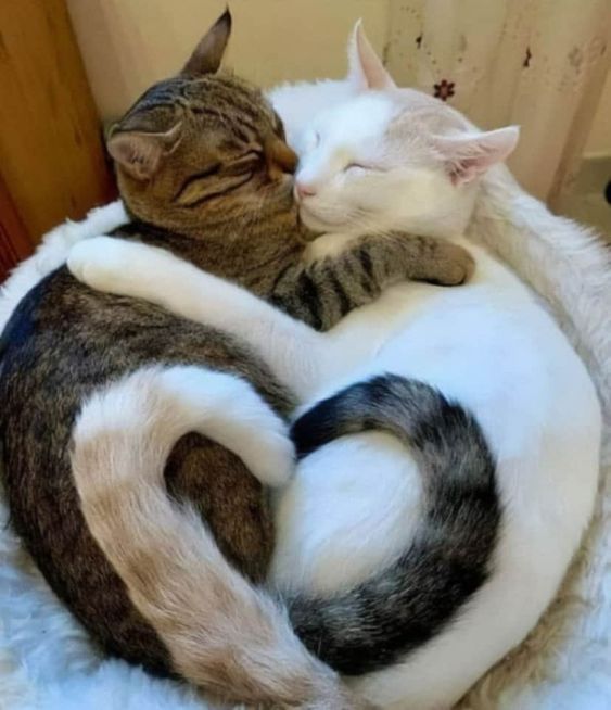 愛し合う二人